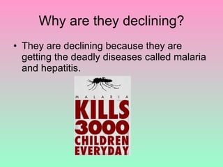 Why are they declining? They are declining because they are getting the deadly diseases called malaria and hepatitis.  