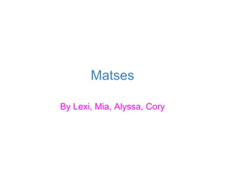 Matses By Lexi, Mia, Alyssa, Cory 