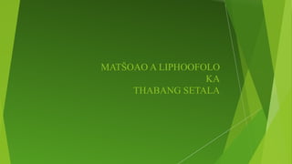 MATŠOAO A LIPHOOFOLO
KA
THABANG SETALA
 