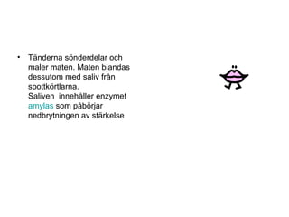 • Tänderna sönderdelar och 
maler maten. Maten blandas 
dessutom med saliv från 
spottkörtlarna. 
Saliven innehåller enzymet 
amylas som påbörjar 
nedbrytningen av stärkelse 
 