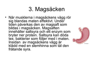 3. Magsäcken 
• När musklerna i magsäckens vägg rör 
sig blandas maten effektivt. Under 
tiden påverkas den av magsaft som 
bildas i magsäcken. Magsaften 
innehåller saltsyra och ett enzym som 
bryter ner protein. Saltsyra kan döda 
tex. bakterier som följer med i maten. 
Insidan av magsäckens vägg är 
klädd med en slemhinna som tål den 
frätande syra. 
 