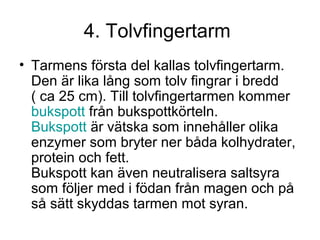 4. Tolvfingertarm 
• Tarmens första del kallas tolvfingertarm. 
Den är lika lång som tolv fingrar i bredd 
( ca 25 cm). Till tolvfingertarmen kommer 
bukspott från bukspottkörteln. 
Bukspott är vätska som innehåller olika 
enzymer som bryter ner båda kolhydrater, 
protein och fett. 
Bukspott kan även neutralisera saltsyra 
som följer med i födan från magen och på 
så sätt skyddas tarmen mot syran. 
 