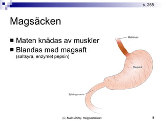 Magsäcken Maten knådas av muskler Blandas med magsaft  (saltsyra, enzymet pepsin) s. 255 