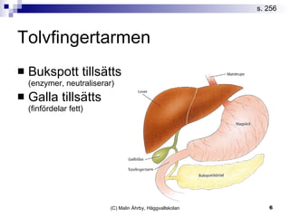 Tolvfingertarmen Bukspott tillsätts  (enzymer, neutraliserar) Galla tillsätts (finfördelar fett) s. 256 