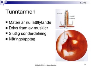 Tunntarmen Maten är nu lättflytande Drivs fram av muskler Slutlig sönderdelning Näringsupptag s. 256 