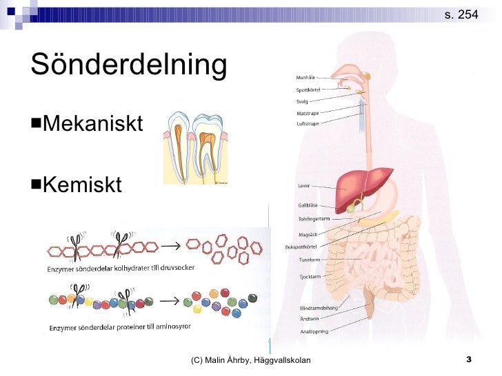 enzymer i matspjälkningen enzymer i matspjälkningen