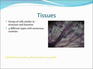 Tissues ,[object Object],[object Object],Epithelial  ,  Connective  ,  Muscle  ,  Nervous  ,  Credits 