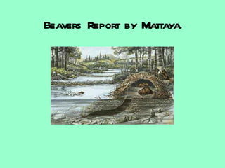 Beavers Report by Mattaya. 