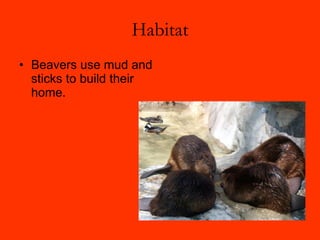 Habitat Beavers use mud and sticks to build their home.  