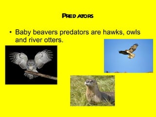 Predators Baby beavers predators are hawks, owls and river otters. 