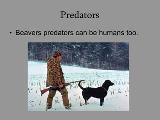 Predators Beavers predators can be humans too. 