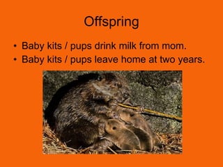 Offspring Baby kits / pups drink milk from mom. Baby kits / pups leave home at two years. 