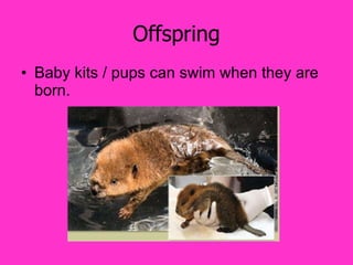 Offspring Baby kits / pups can swim when they are born. 