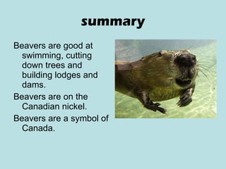 summary Beavers are good at swimming, cutting down trees and building lodges and dams. Beavers are on the Canadian nickel. Beavers are a symbol of Canada.  