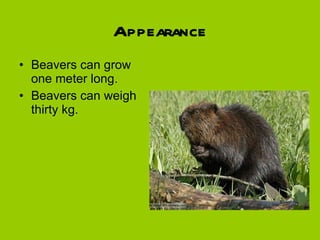 Appearance Beavers can grow one meter long.  Beavers can weigh thirty kg. 