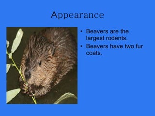 A ppearance Beavers are the largest rodents.  Beavers have two fur coats. 