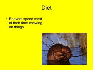Diet Beavers spend most of their time chewing on things. 