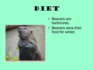 Diet Beavers are herbivores.  Beavers save their food for winter. 