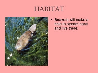 Habitat Beavers will make a hole in stream bank and live there. 