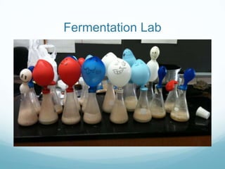 Fermentation Lab
 