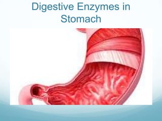 Digestive Enzymes in
      Stomach
 