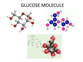 GLUCOSE MOLECULE
 