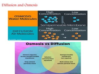 Diffusion and Osmosis
 
