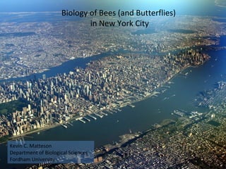 Biology of Bees (and Butterflies)  in New York City Kevin C. Matteson Department of Biological Sciences Fordham University 