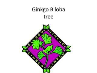 Ginkgo Biloba tree 