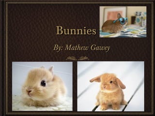 BunniesBunnies
By: Mathew GaweyBy: Mathew Gawey
 