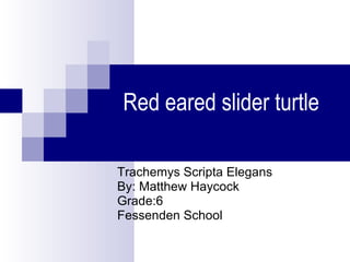 Red eared slider turtle  Trachemys Scripta Elegans  By: Matthew Haycock Grade:6 Fessenden School  
