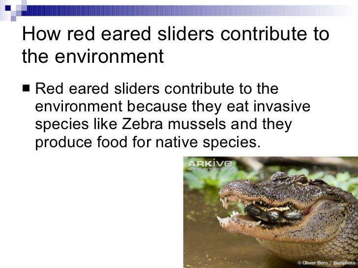 What Food Do Zebra Mussels Eat What Food Do Zebra Mussels Eat