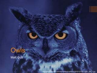 Owls
Matt Gutt



            http://www.metrolic.com/wp-content/uploads/2010/12/1501night_owl_1.jpg
 