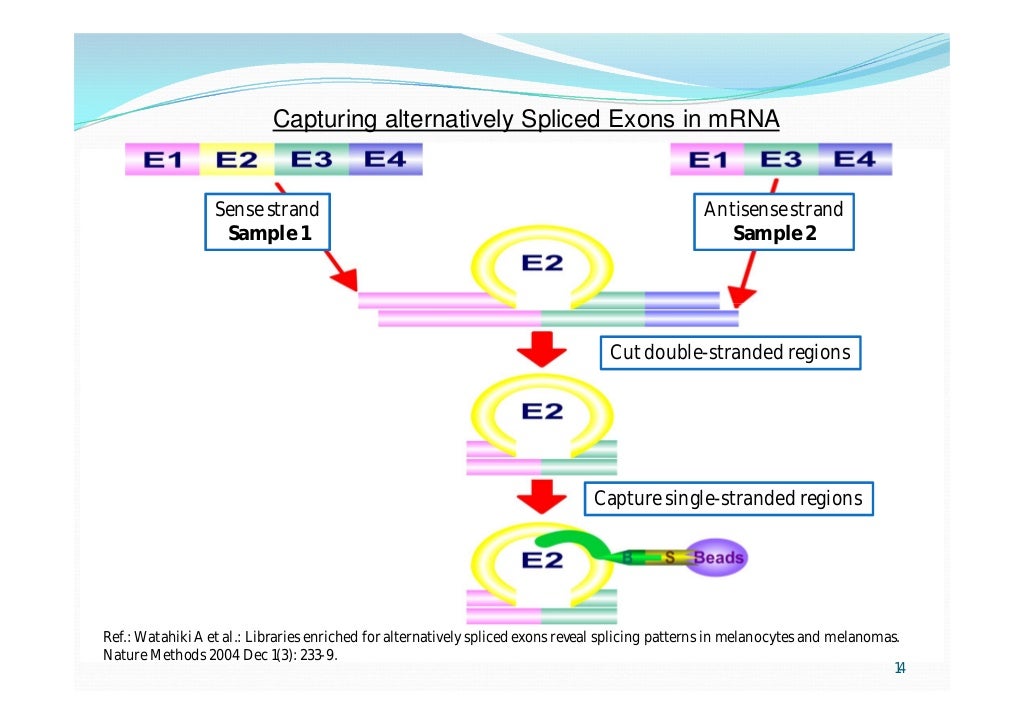 Approaches to cDNA Cloning and Analysis