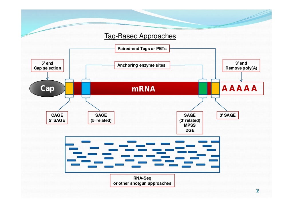 Approaches to cDNA Cloning and Analysis