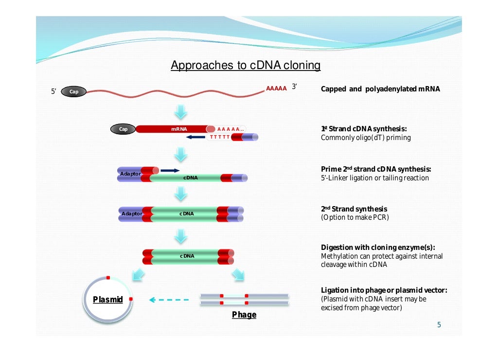 Approaches to cDNA Cloning and Analysis