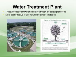 Water Treatment Plant
• Trees process stormwater naturally through biological processes
• More cost effective to use natural treatment strategies
 