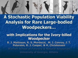 A Stochastic Population Viability Analysis for Rare Large-bodied Woodpeckers… with Implications for the Ivory-billed Woodpecker B. J. Mattsson, R. S. Mordecai,  M. J. Conroy, J. T. Peterson, R. J. Cooper, & H. Christensen Warnell School of Forestry & Natural Resources University of Georgia, Athens 