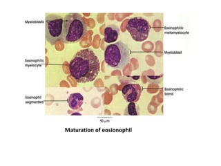 Maturation of eosinophil | PPTX