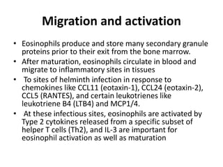 Maturation of eosinophil | PPTX