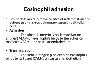 Maturation of eosinophil | PPTX