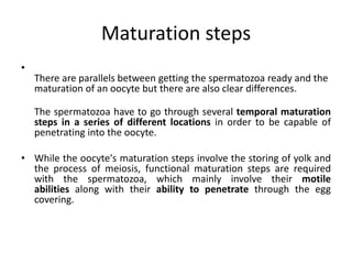 Maturation Study Maturation of sperm | PPTX