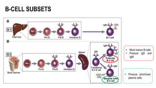 B-CELL SUBSETS
• Most mature B cells
• Produce IgD and
IgM.
• Produce short-lived
plasma cells.
 
