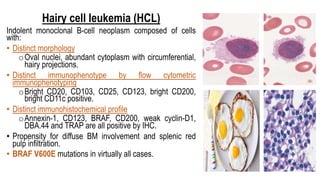 Hairy cell leukemia (HCL)
Indolent monoclonal B-cell neoplasm composed of cells
with:
• Distinct morphology
oOval nuclei, abundant cytoplasm with circumferential,
hairy projections.
• Distinct immunophenotype by flow cytometric
immunophenotyping
oBright CD20, CD103, CD25, CD123, bright CD200,
bright CD11c positive.
• Distinct immunohistochemical profile
oAnnexin-1, CD123, BRAF, CD200, weak cyclin-D1,
DBA.44 and TRAP are all positive by IHC.
• Propensity for diffuse BM involvement and splenic red
pulp infiltration.
• BRAF V600E mutations in virtually all cases.
 