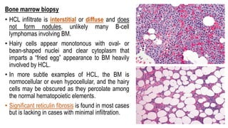 Bone marrow biopsy
• HCL infiltrate is interstitial or diffuse and does
not form nodules, unlikely many B-cell
lymphomas involving BM.
• Hairy cells appear monotonous with oval- or
bean-shaped nuclei and clear cytoplasm that
imparts a “fried egg” appearance to BM heavily
involved by HCL.
• In more subtle examples of HCL, the BM is
normocellular or even hypocellular, and the hairy
cells may be obscured as they percolate among
the normal hematopoietic elements.
• Significant reticulin fibrosis is found in most cases
but is lacking in cases with minimal infiltration.
 