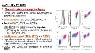 ANCILLARY STUDIES
1. Flow cytometric immunophenotyping
• Higher side scatter than normal lymphocytes or
other neoplastic B cells.
• Bright expression of CD45, CD20, and CD19.
• Positive FMC7, CD22, and CD79a.
• CD5, CD10, and CD23 are usually negative.
oCD5 may be positive in about 5% of cases and
CD10 in up to 25%.
• Bright expression of CD11c, CD25, and CD103.
• Light chain assessment can be difficult due to the
“stickiness” of the cell surfaces that may bind both
kappa and lambda nonspecifically.
• CD123 and CD200 are expressed in almost all
cases.
 