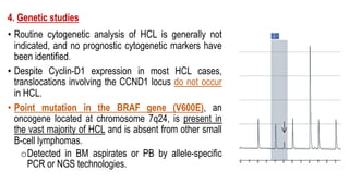 4. Genetic studies
• Routine cytogenetic analysis of HCL is generally not
indicated, and no prognostic cytogenetic markers have
been identified.
• Despite Cyclin-D1 expression in most HCL cases,
translocations involving the CCND1 locus do not occur
in HCL.
• Point mutation in the BRAF gene (V600E), an
oncogene located at chromosome 7q24, is present in
the vast majority of HCL and is absent from other small
B-cell lymphomas.
oDetected in BM aspirates or PB by allele-specific
PCR or NGS technologies.
BCL2-IGH
C-MYC
IGH-BCL2
 