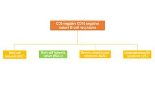 CD5 negative CD10 negative
mature B-cell neoplasms
Hairy cell
leukemia (HCL)
Hairy cell leukemia
variant (HCL-v)
Splenic marginal zone
lymphoma (SMZL)
Lymphoplasmacytic
lymphoma (LPL)
 