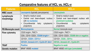 Comparative features of HCL vs. HCL-v
Features HCL HCL-v
WBC count Leucopenia (typically pancytopenia) Leucocytosis
Lymphocyte
morphology
• Small to medium sized.
• Central oval bean-shaped nucleus
with no nucleolus
• Circumferential hairy cytoplasmic
projections
• Small to medium sized.
• Central oval bean-shaped nucleus with
prominent nucleolus
• Circumferential hairy cytoplasmic
projections
PB Monocyte count Monocytopenia Normal monocyte count
Flow cytometry CD20 bright+, FMC7+ CD20 bright+, FMC7+
CD5-, CD10- CD23-, CD200 bright + CD5-, CD10- CD23-, CD200 dim or negative
CD103+, CD25+, CD11c+ CD103+, CD25-, CD11c-
CD123+, Annexin A1+, Cyclin-D1 dim+ CD123-, Annexin A1-, Cyclin-D1-
TRAP Positive Negative to weak
Genetic mutation BRAF V600E mutated BRAF V600E wild type (unmutated)
 