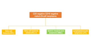 CD5 negative CD10 negative
mature B-cell neoplasms
Hairy cell
leukemia (HCL)
Hairy cell leukemia
variant (HCL-v)
Splenic marginal zone
lymphoma (SMZL)
Lymphoplasmacytic
lymphoma (LPL)
 